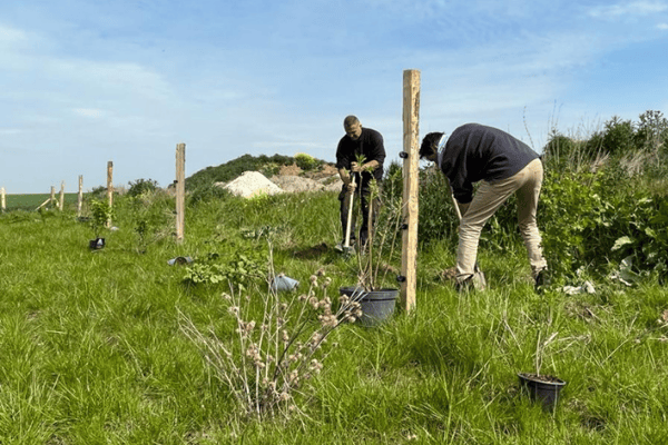 Photo Plantation de haie
